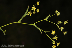Bupleurum wightii